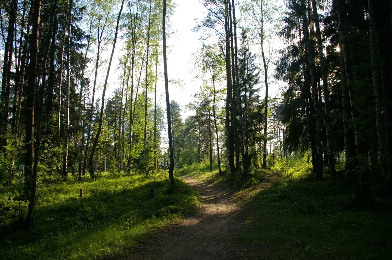 Просека в лесу фото Васкелово - 47 км. Тихое озеро в лесу, где почти нет людей: pohod_vosemvrat - ЖЖ