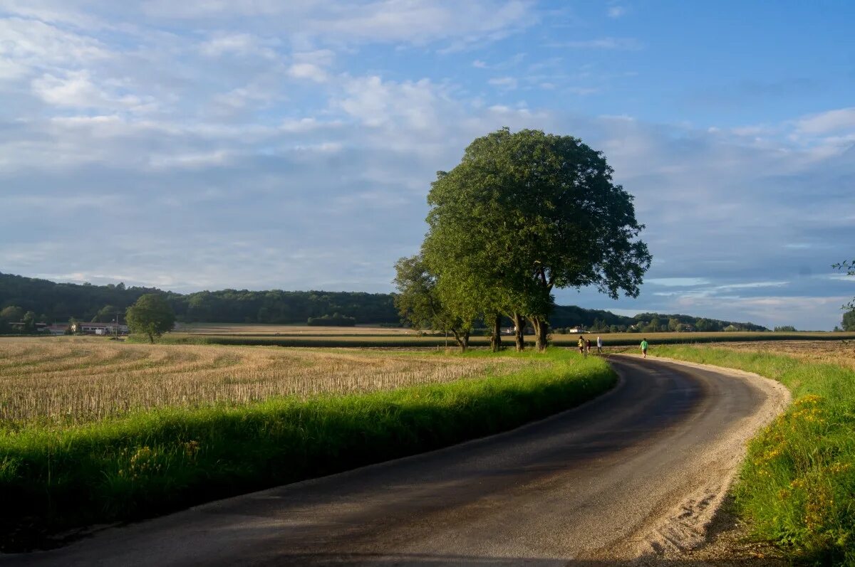 Проселочная дорога фото Free Images : landscape, tree, nature, grass, horizon, cloud, sky, field, farm, 