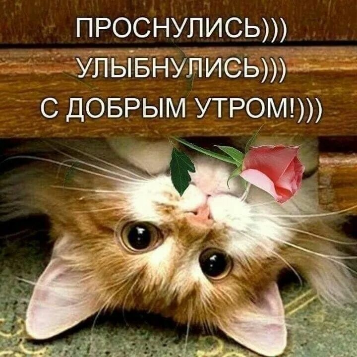 Проснулись улыбнулись с добрым утром прикольные картинки Pin on Доброе утро Baby animals, Animals, Cats