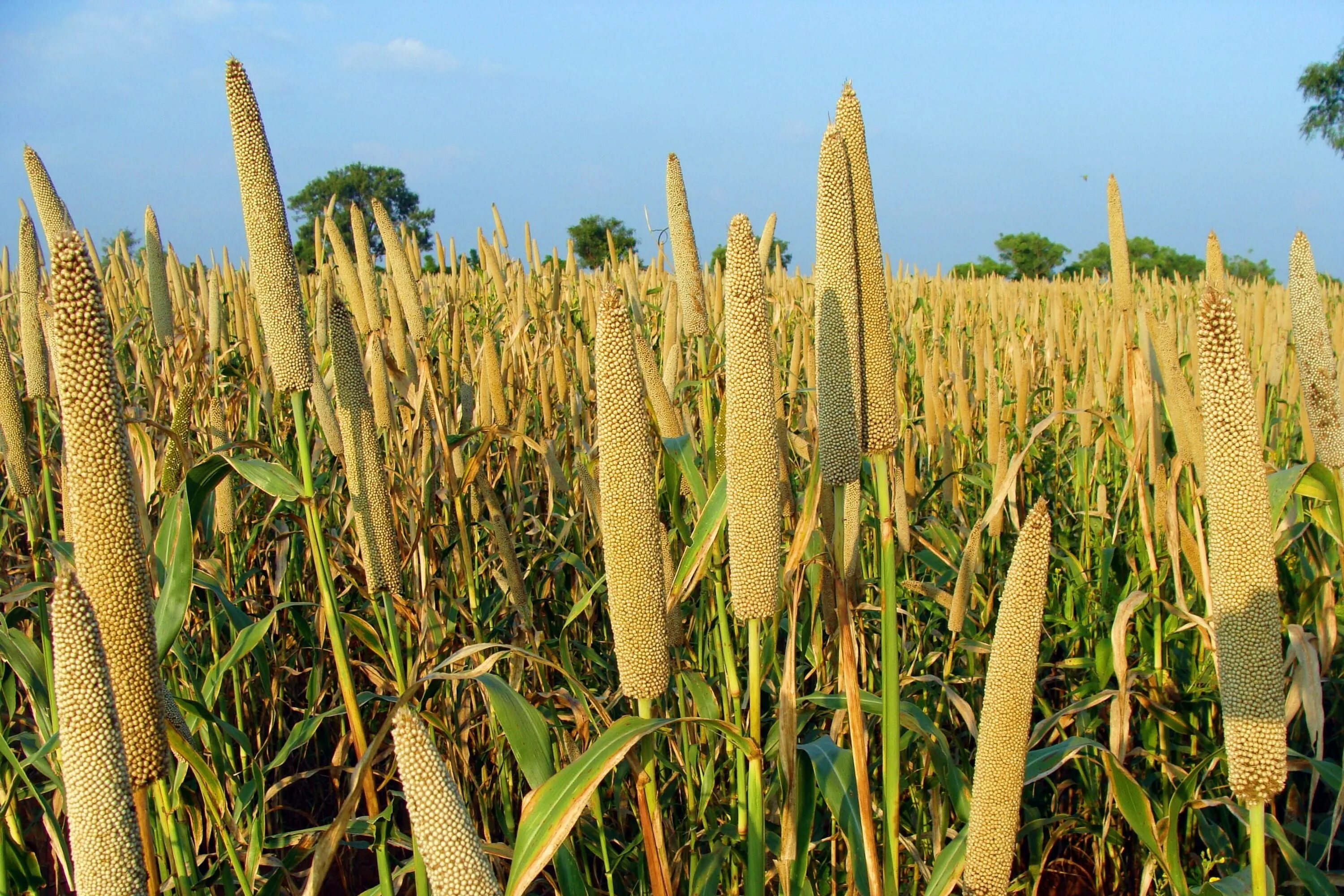 Просо это зерновая культура фото brown wheat field under blue sky Pearl Millet #Bajra #Cultivation #lingsugur #ra