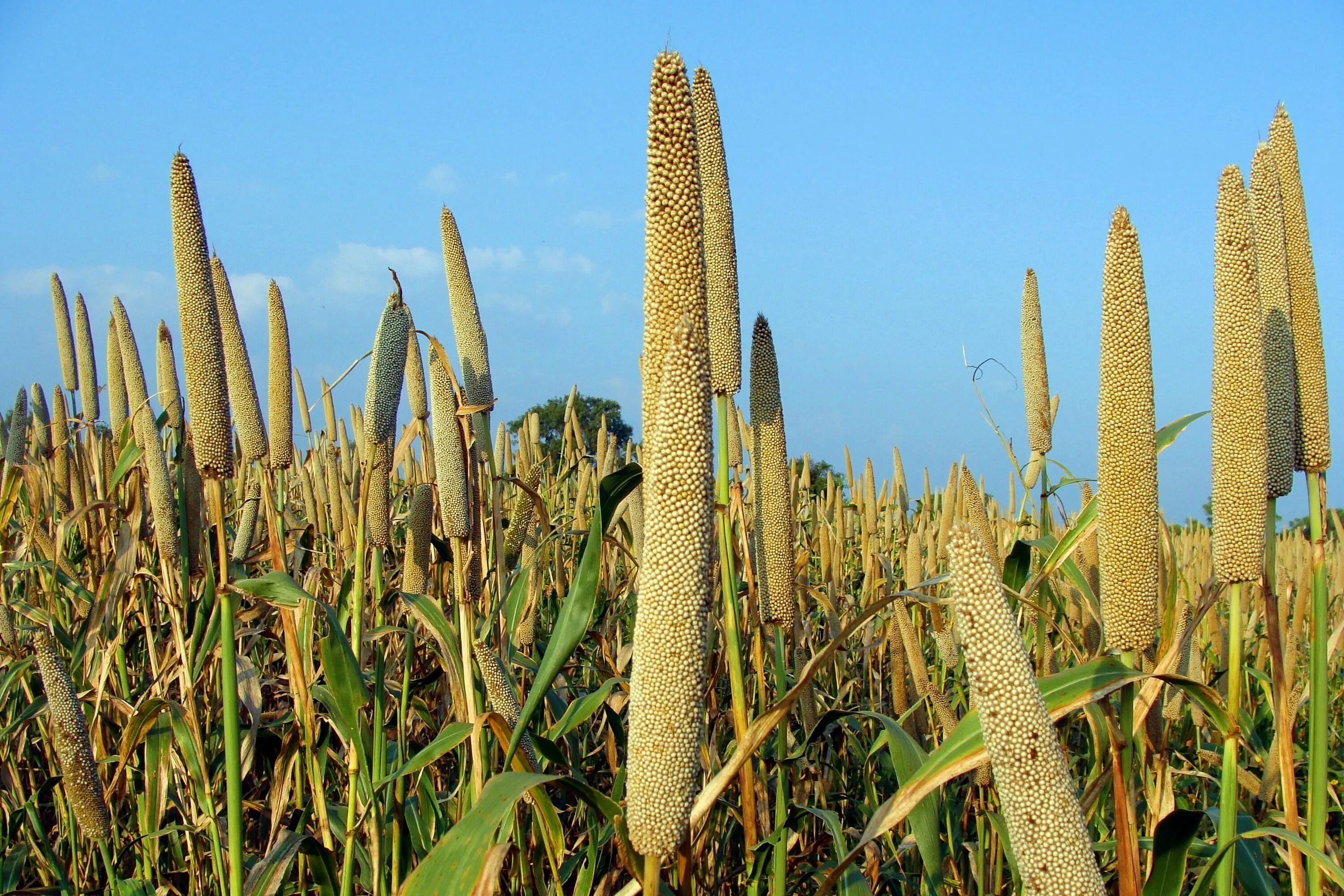 Просо как выглядит растение Pearl Millet #Bajra #Cultivation #lingsugur #raichur #karnataka #india #growth #