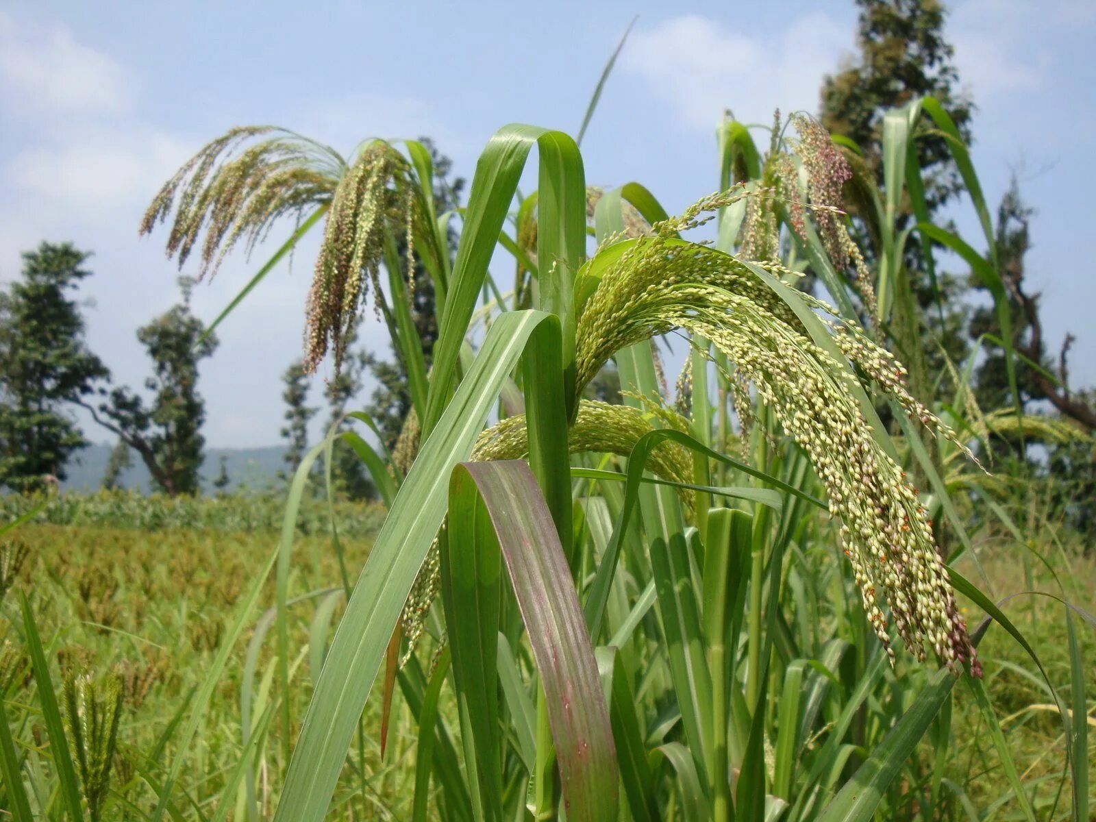 Просо как выглядит растение varai.JPG (image) Cactus plants, Plants, Millet