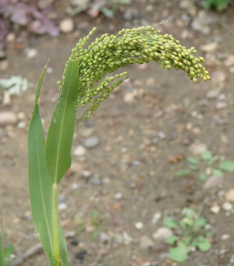 Просо как выглядит растение Panicum miliaceum - Image of an specimen - Plantarium