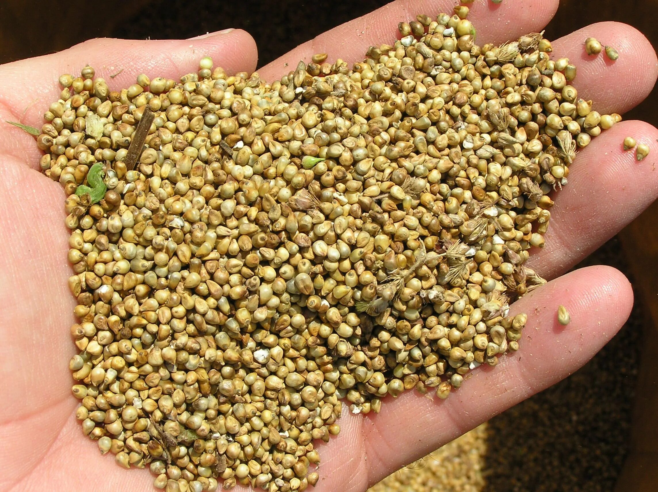 Просо куриное семена фото Pearl Millet Salud y nutricion, Súper alimentos, Alimentos