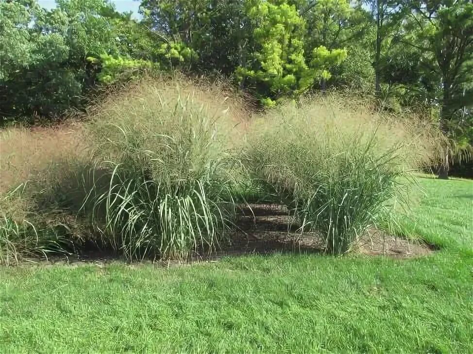 Просо прутьевидное в ландшафтном дизайне фото Thundercloud Plants, Ornamental grasses, Grass