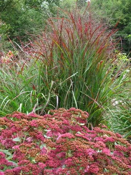 Просо прутьевидное в ландшафтном дизайне фото Shenandoah switchgrass/Panicum virgatum with Sedum Autumn Joy? Herbstgarten, Gar