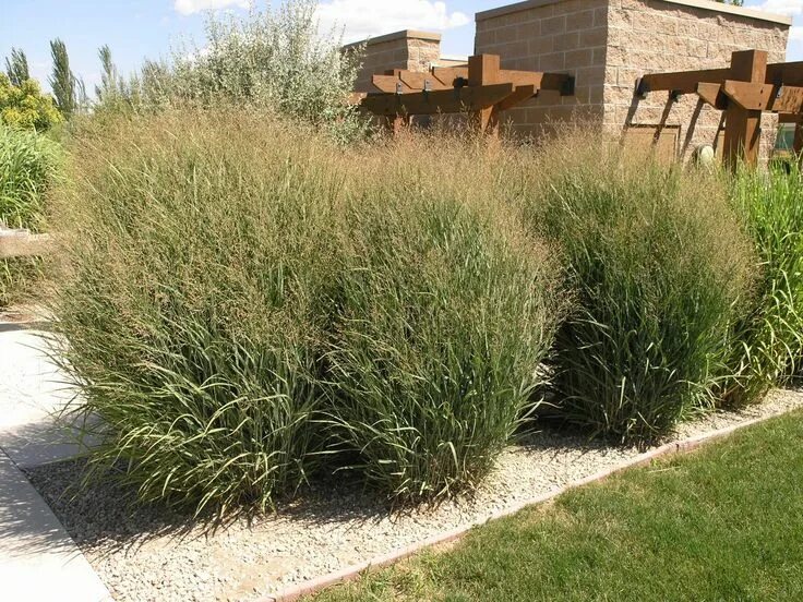 Просо прутьевидное в ландшафтном дизайне фото Switchgrass 'Panicum Virgatum' Backyard design, Plants, Backyard