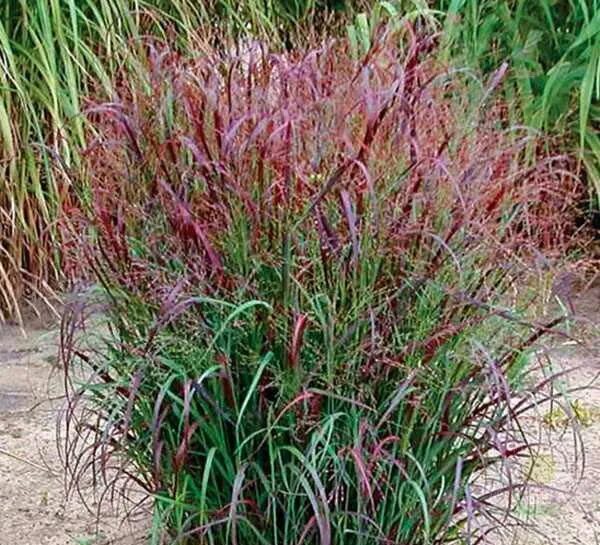 Просо прутьевидное в ландшафтном дизайне фото Просо прутьевидное Скво (Panicum virgatum Squaw) купить в Москве по низкой цене 