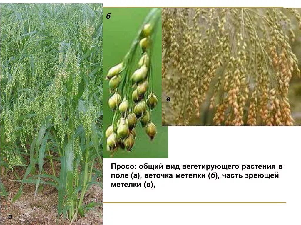 Просо растение как выглядит фото и описание PPT - ПРОСОВИДНЫЕ ХЛЕБА Рис Просо Сорго Чумиза PowerPoint Presentation - ID:6447