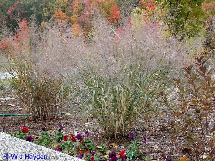 Просо в ландшафтном дизайне Panicum virgatum 'Dallas Blues'