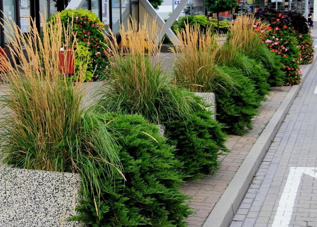 Switchgrass (Panicum virgatum): A Growing Guide Garden Design