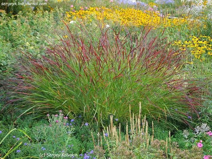 Просо в ландшафтном дизайне Просо прутьевидное: 10 штрихов к портрету Bulb flowers, Xeriscape, Plant combina