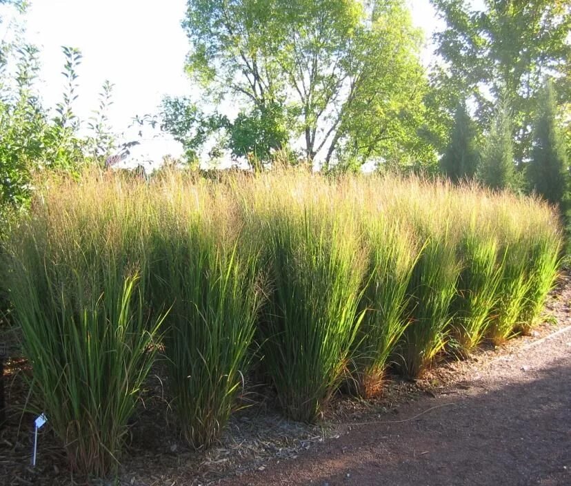 Просо в ландшафтном дизайне Pin on garden Grasses landscaping, Ornamental grasses, Ornamental grass landscap