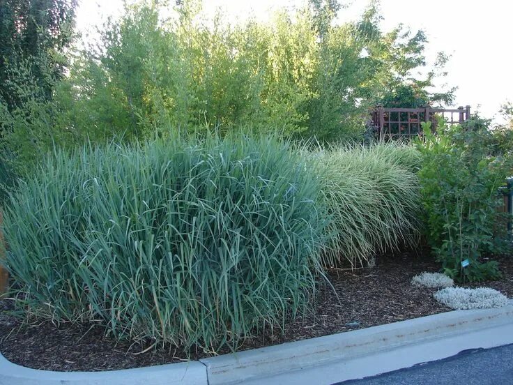 Просо в ландшафтном дизайне Panicum virgatum 'Dallas Blues' - A "Must Have" For Utah Gardeners! Ornamental g