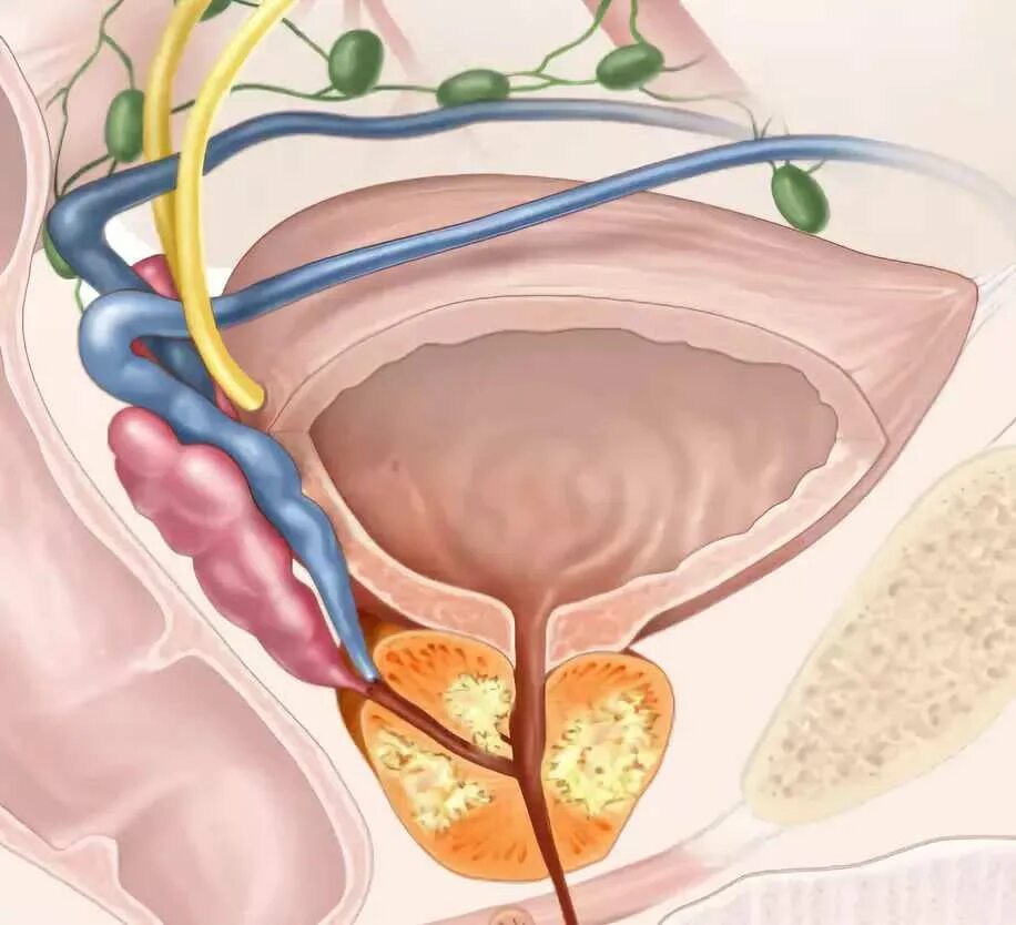 597 Comparing muscles: immagini, foto stock e grafica vettoriale Shutterstock