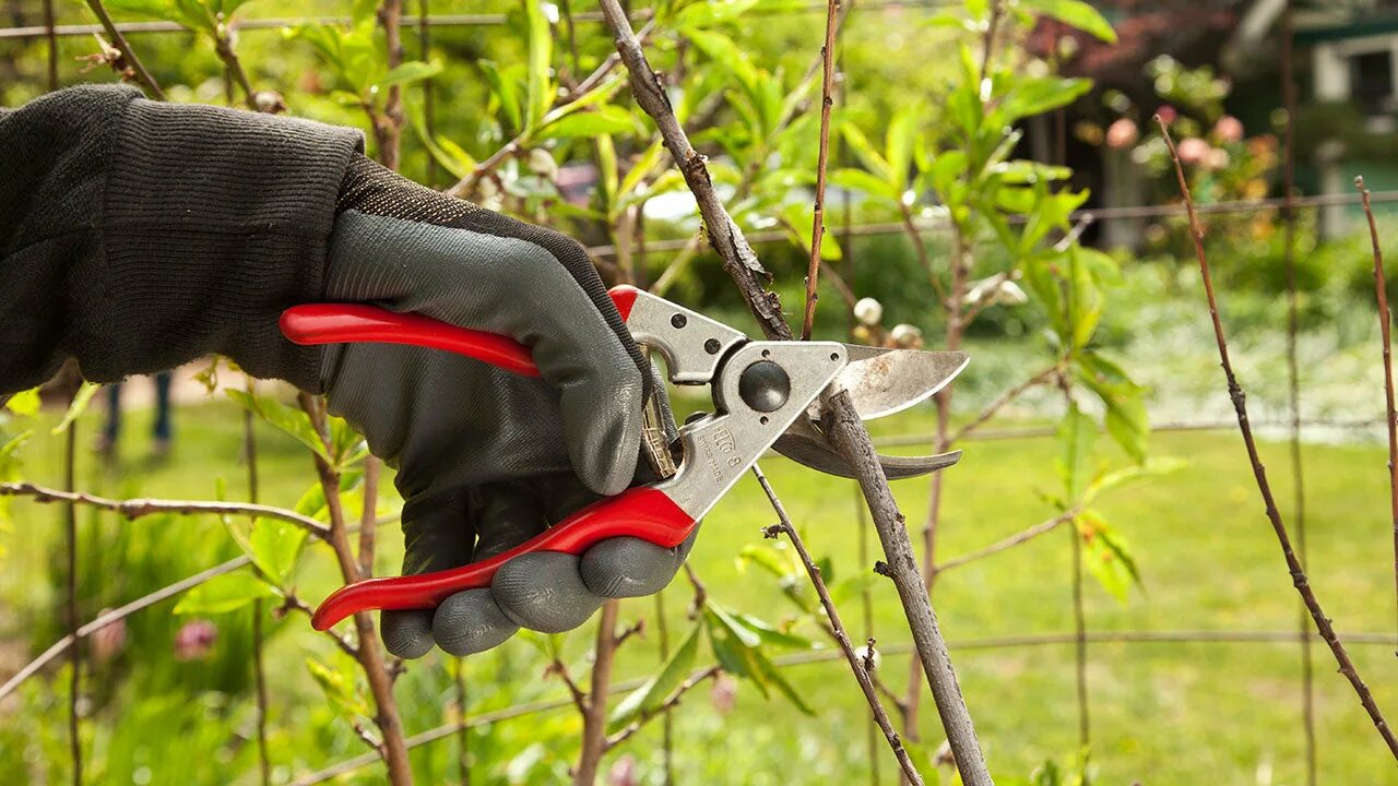 Простая обрезка фото Why Pruning Tools Need to be Sharp and Clean - Organic Gardening - Grow Organic