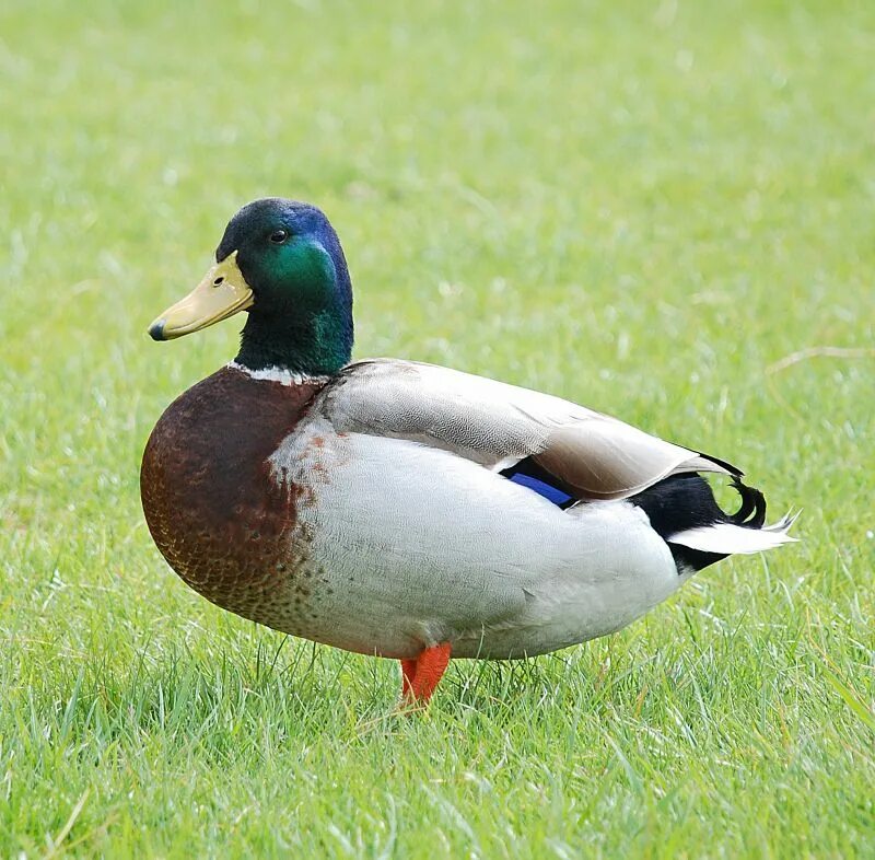 Простая утка фото Free Images : landscape, nature, grass, wing, prairie, wildlife, green, beak, fa