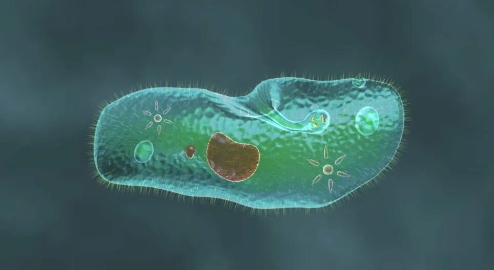 Простейшие организмы фото Paramecium caudatum - 3D scene - Mozaik Digital Education and Learning