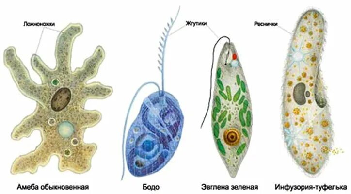 Простейшие животные фото Microorganisms: structure and classification