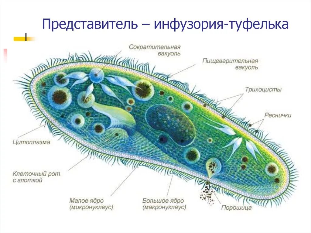 Простейшие животные картинки Картинки КЛЕТКА ПРОСТЕЙШЕГО ОРГАНИЗМА