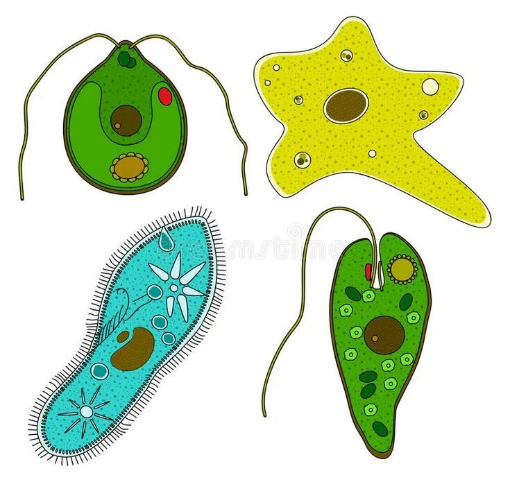 Простейшие животные картинки Protozoa. A set of protozoa - amoeba, ciliate slipper, Chlamydomonas and Euglena