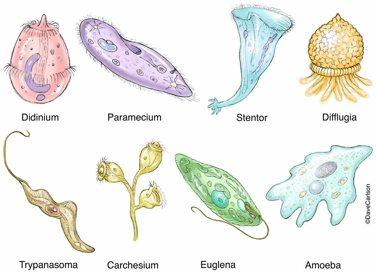 Простейшие животные картинки Protozoa Diversity photo Biology drawing, General biology, Protists