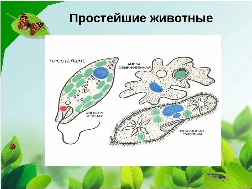 Простейшие животные картинки Одноклеточные организмы биология пятый класс: найдено 89 изображений