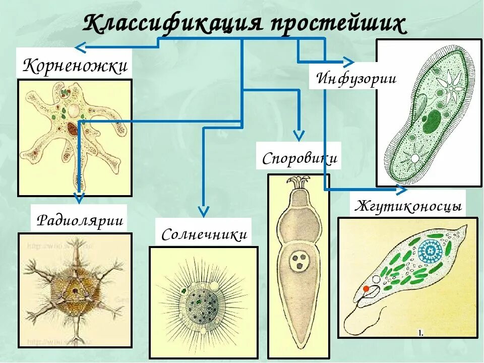 Простейшие животные картинки Инфузория одноклеточная или многоклеточная: найдено 72 изображений