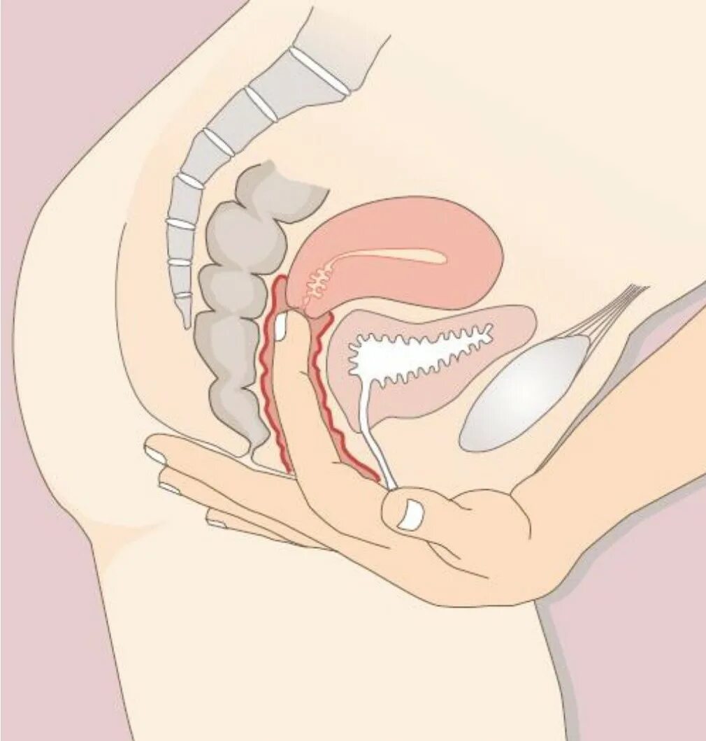 Простейший вариант сделать женское влагалище дома Глубокое проникновение - CormanStroy.ru