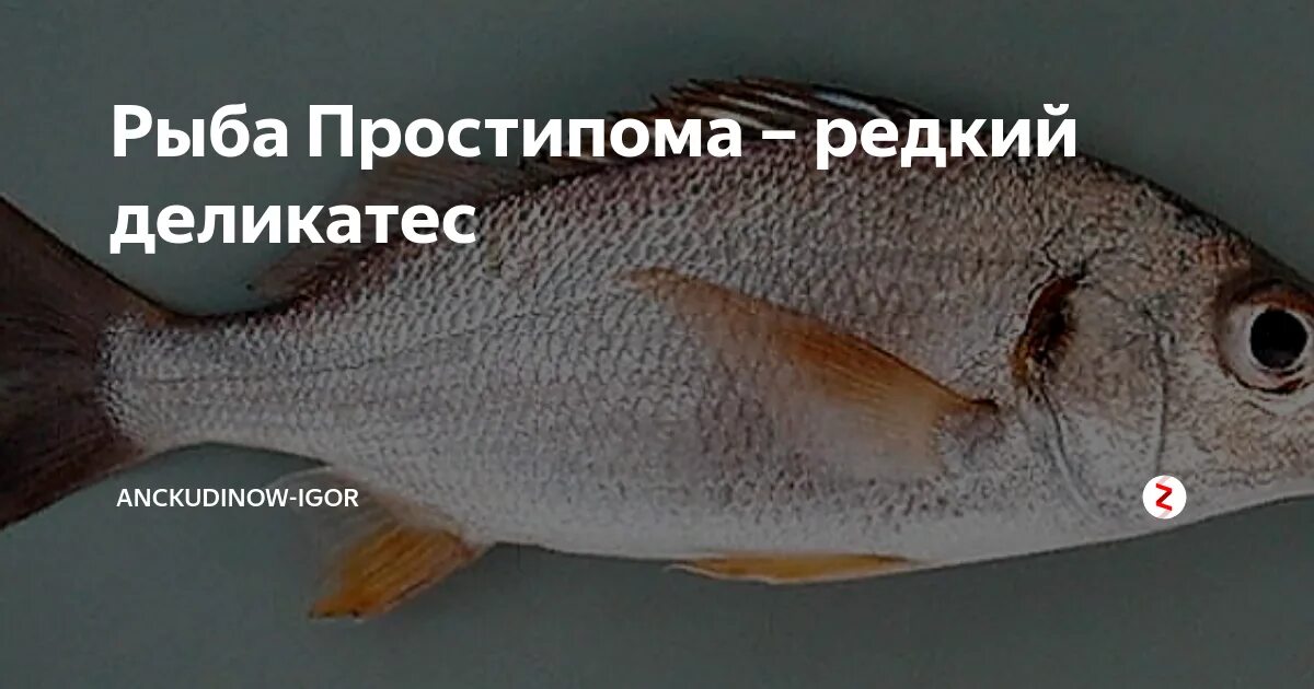 Простипома рыба фото цена как выглядит Рыба простипома: где водится, где купить, вкусные рецепты, полезные свойства