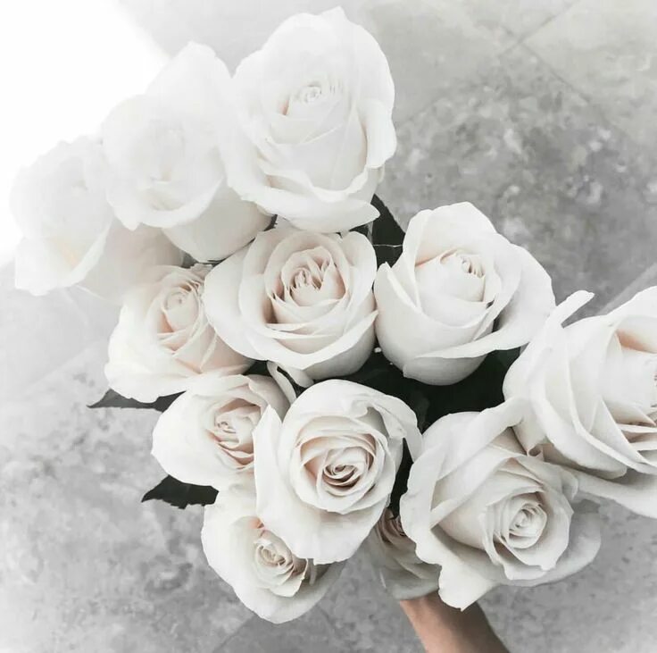 Просто белое фото Find images and videos about white, flowers and rose on We Heart It - the app to