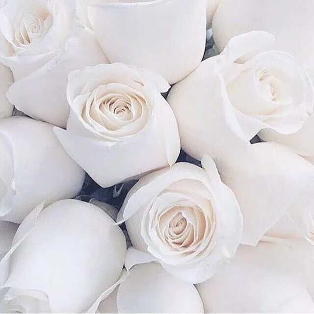 Просто белое фото Pin by Ummi Ummi on ✨ любимые фотки ✨ White roses, Rare flowers, Beautiful flowe