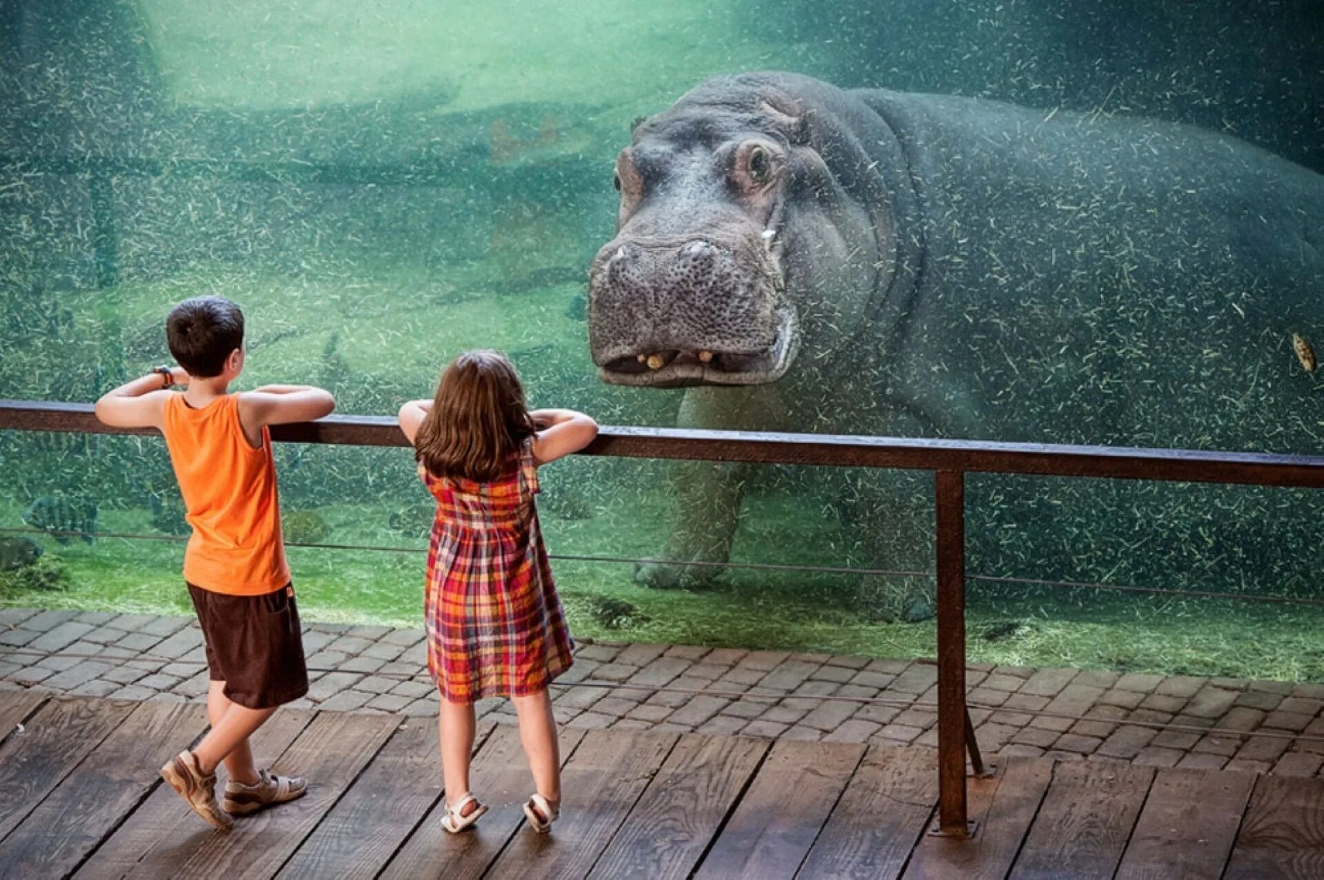 Просто интересные фото Wallpaper : temple, animals, children, underwater, Zoo, hippos 1920x1277 - Alway