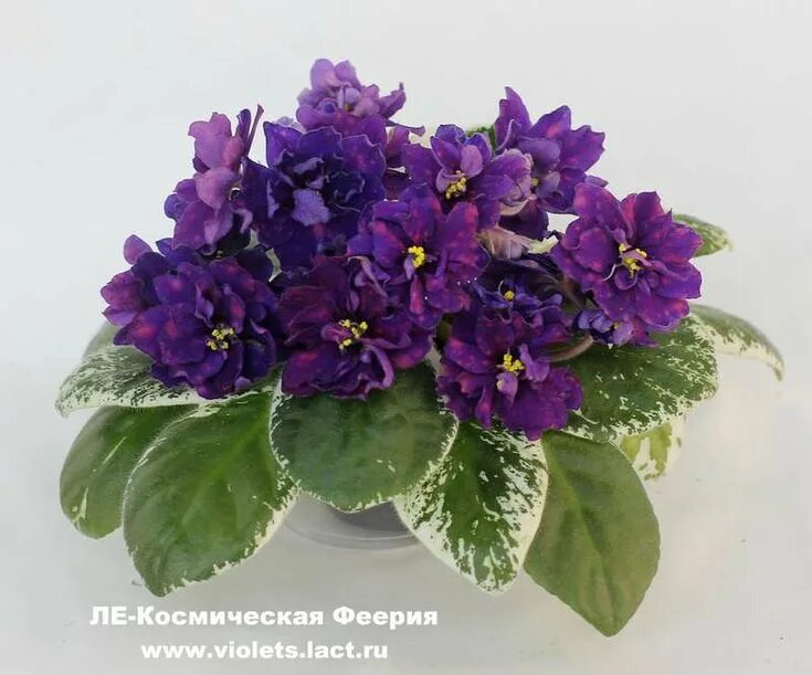 Просто космос фиалка фото и описание сорта NEW 2014 African violets, Live plants, Plants