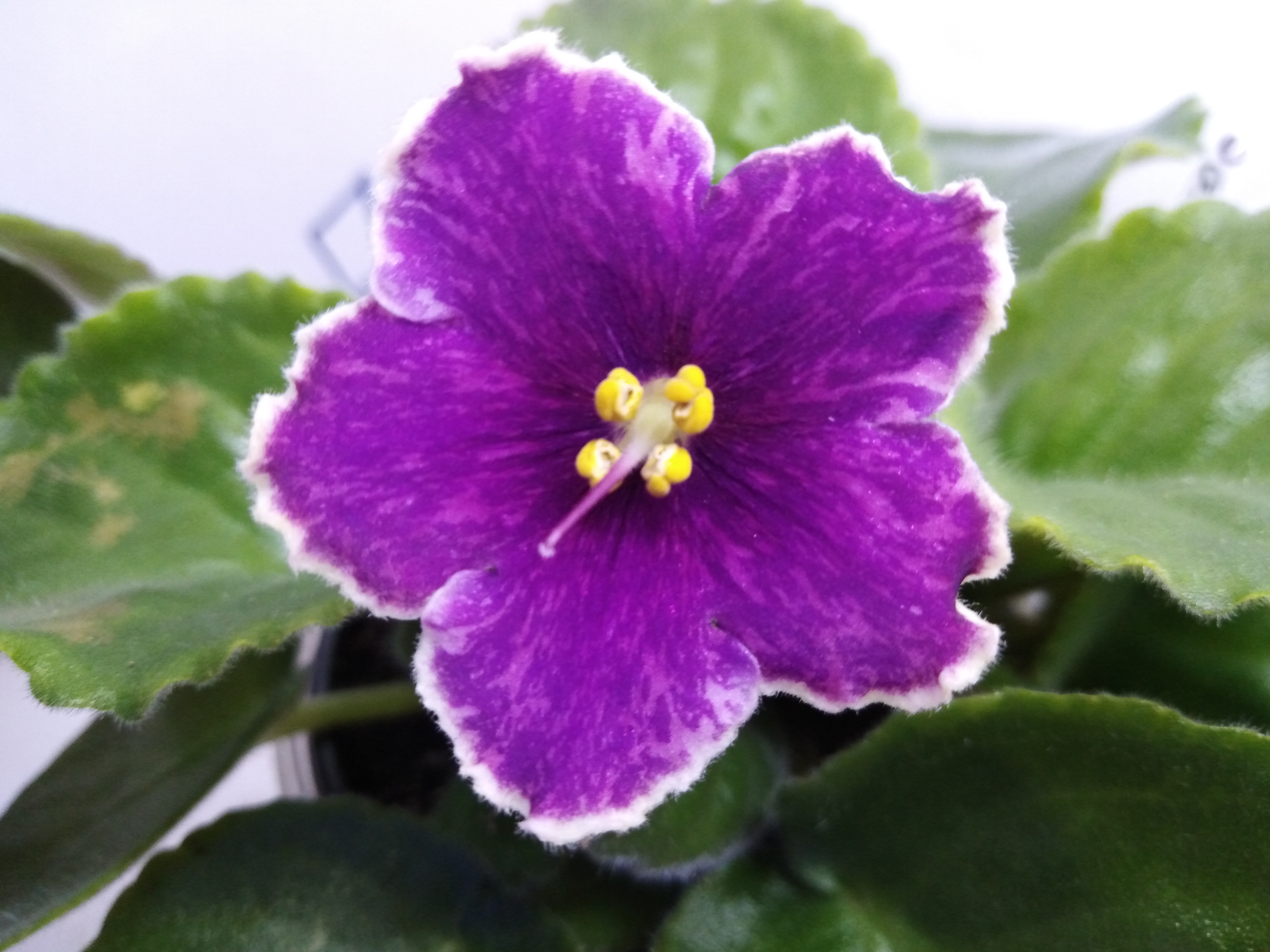 Pin on decor in 2024 African violets, Violet plant, House plants indoor