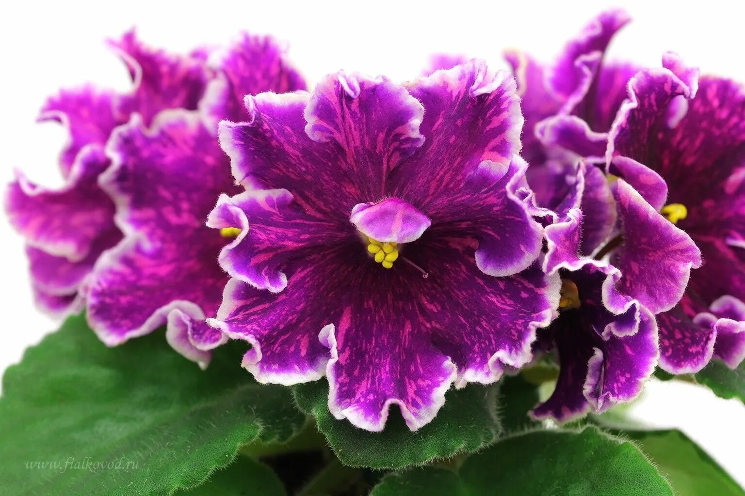 Просто космос фиалка фото и описание сорта Pin on decor in 2024 African violets, Violet plant, House plants indoor