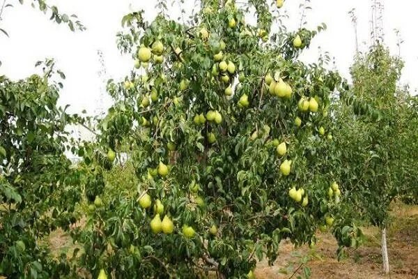 Просто мария описание сорта фото отзывы ✅ Pear Just Maria: variety description and characteristics, cultivation and poll