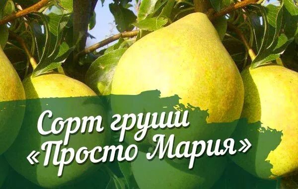 Просто мария описание сорта фото отзывы Груша Просто Мария: описание сорта с фото и видео, отзывы Посадка и уход, опылит