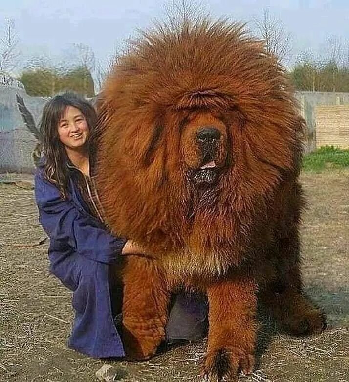 Просто огромный фото Noticias de Aqui on Instagram: "Mastín tibetano, el perro más grande del mundo. 