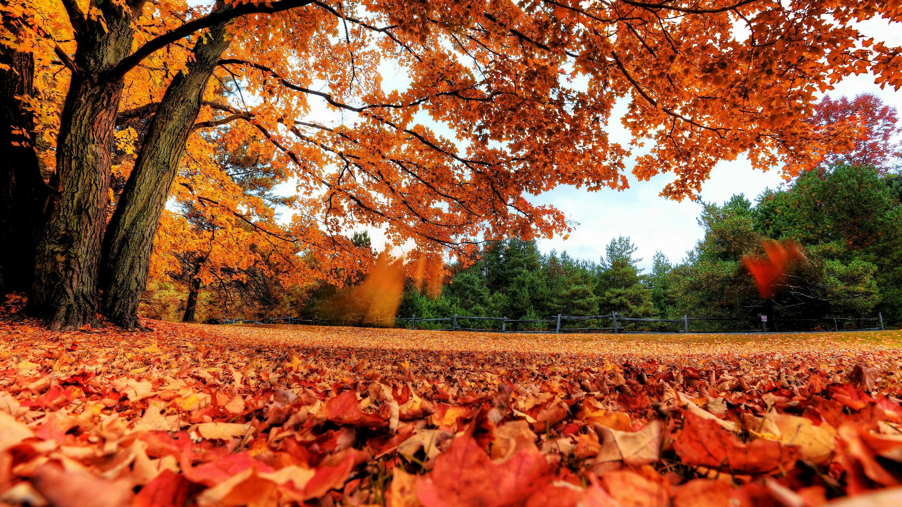 Просто осень фото 4k wallpaper download for pc (3840x2160) Autumn leaves wallpaper, Fall backgroun