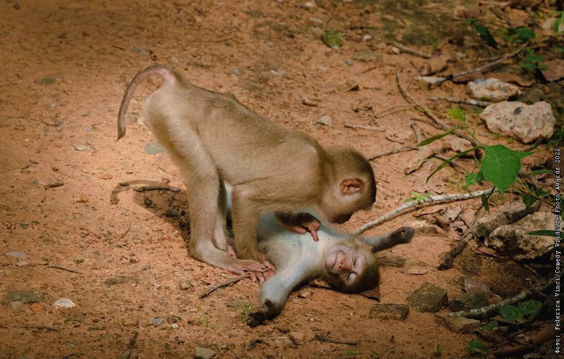 Просто посмотреть фото Финалисты Comedy Wildlife Photo Awards