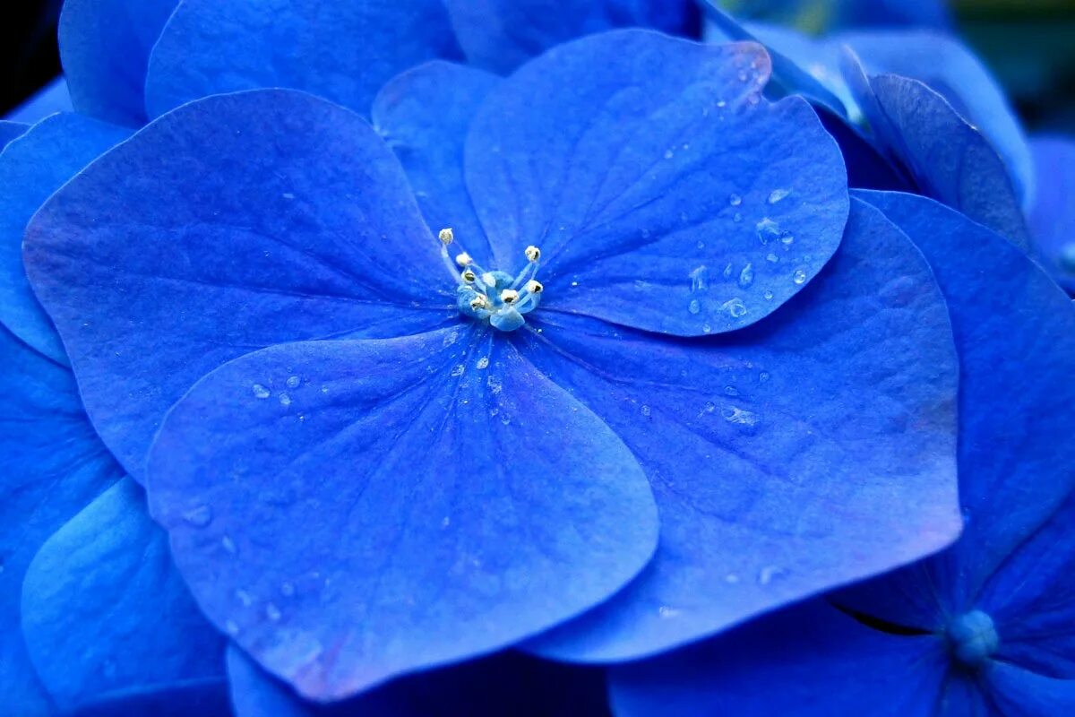 Просто синий фото Blue Hydrangea Flower - Nicko Margolies