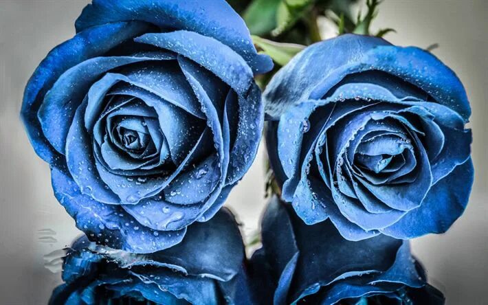 Просто синий фото Download wallpapers Blue roses, buds of blue roses, two roses, blue flowers, ros