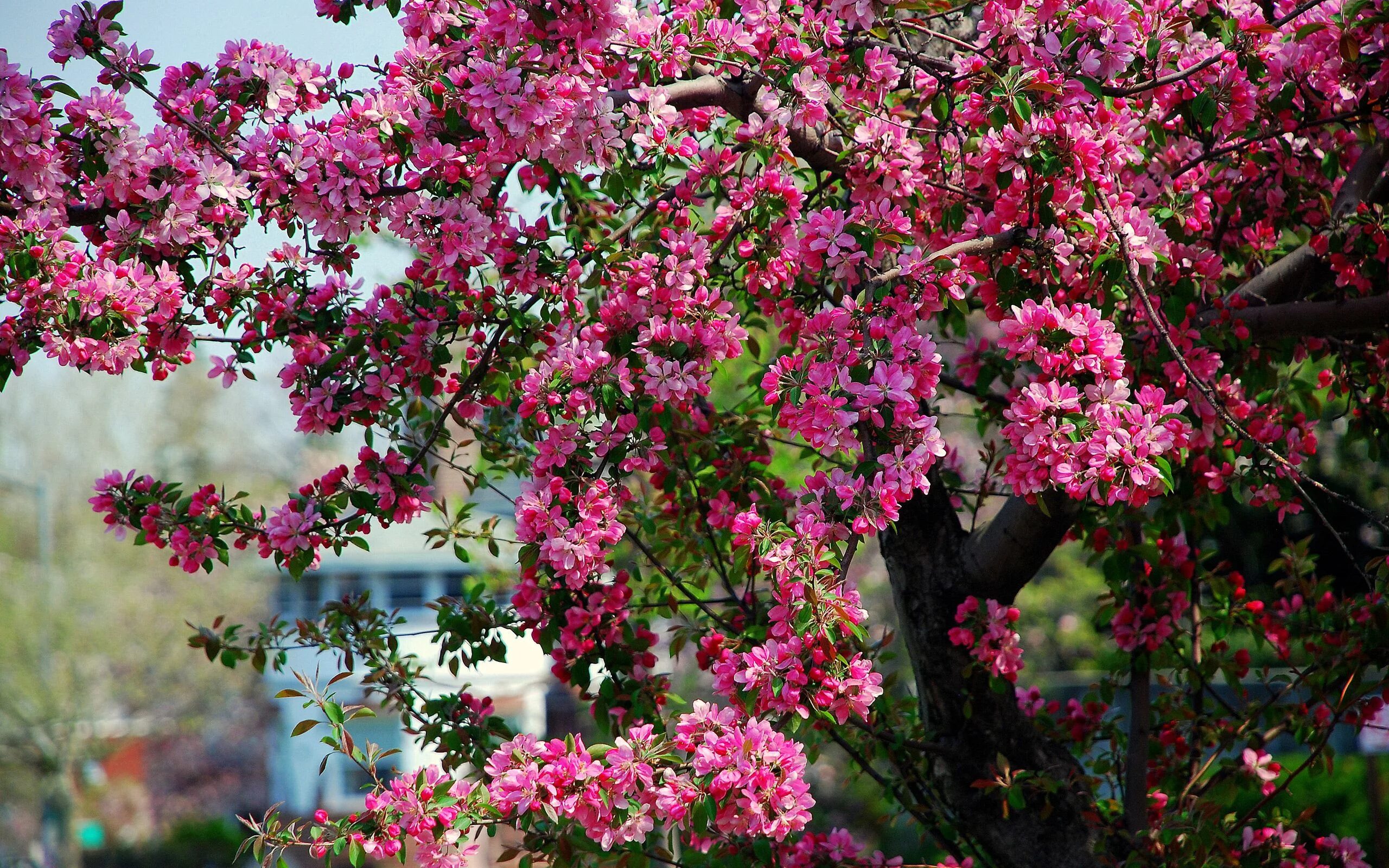 Просто цветет фото Похожее изображение Spring season flowers, Flowering trees, Flowers