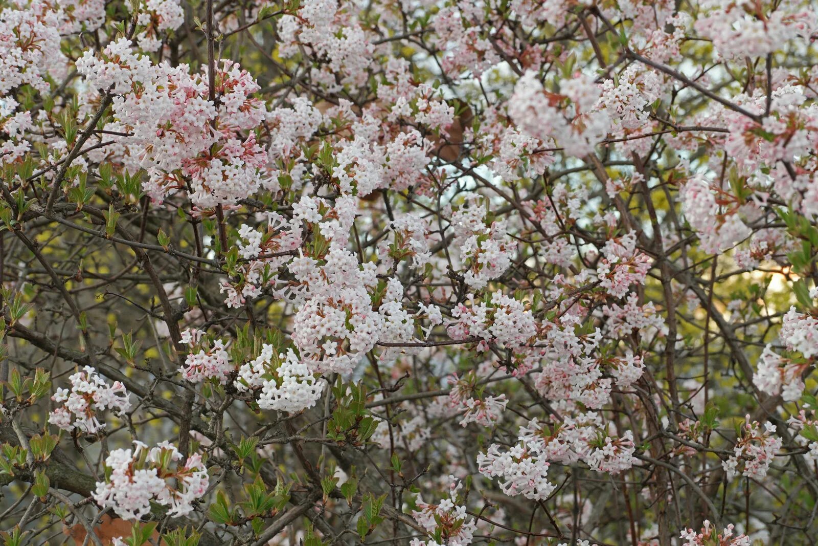 Просто цветет фото Viburnum × bodnantense