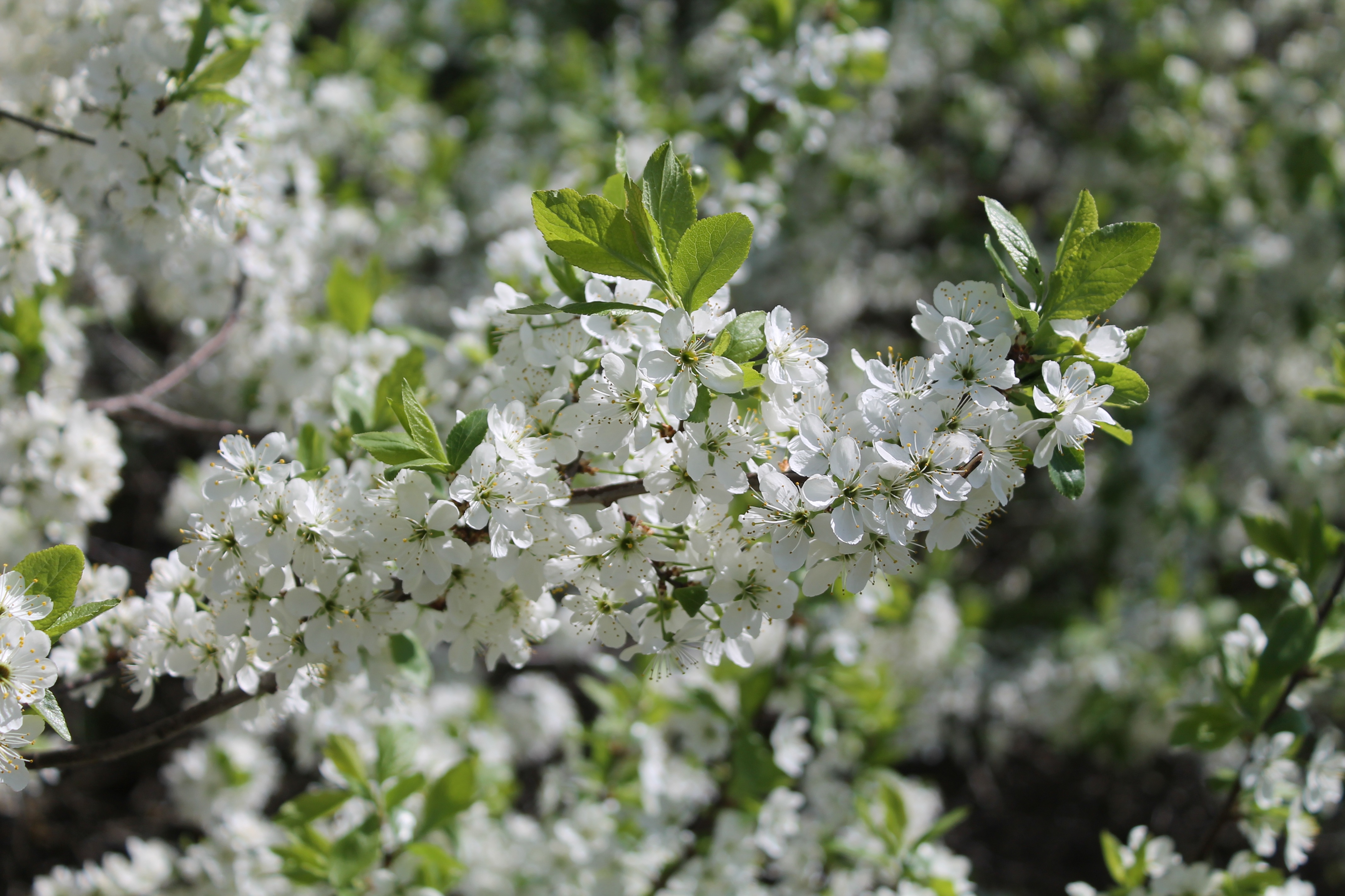 Просто цветет фото Free Images : tree, nature, branch, blossom, white, leaf, flower, bloom, food, s