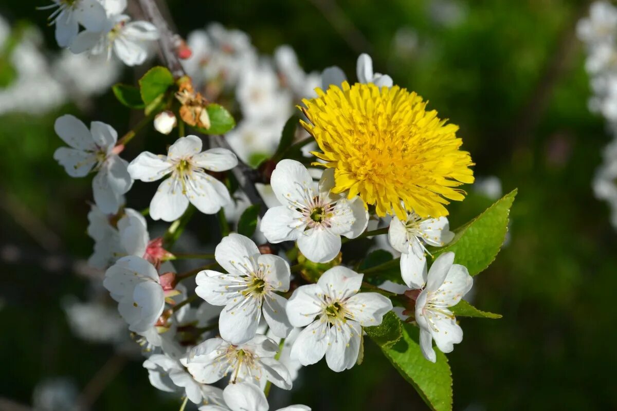 Просто цветет фото Free Images : blossom, dandelion, flower, food, produce, color, botany, garden, 