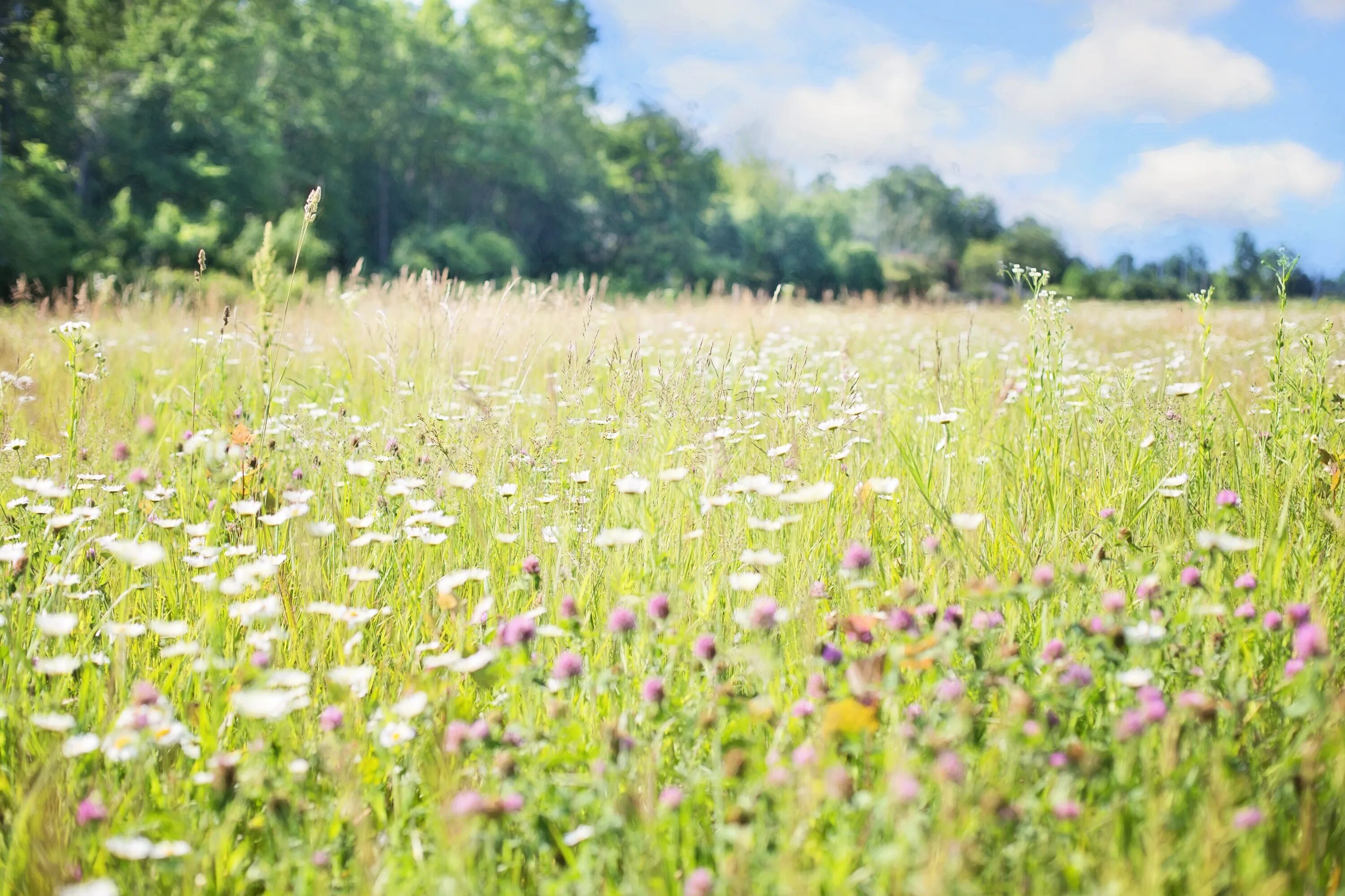 Простое лето фото Free Images : nature, outdoor, plant, lawn, meadow, prairie, sunlight, flower, s