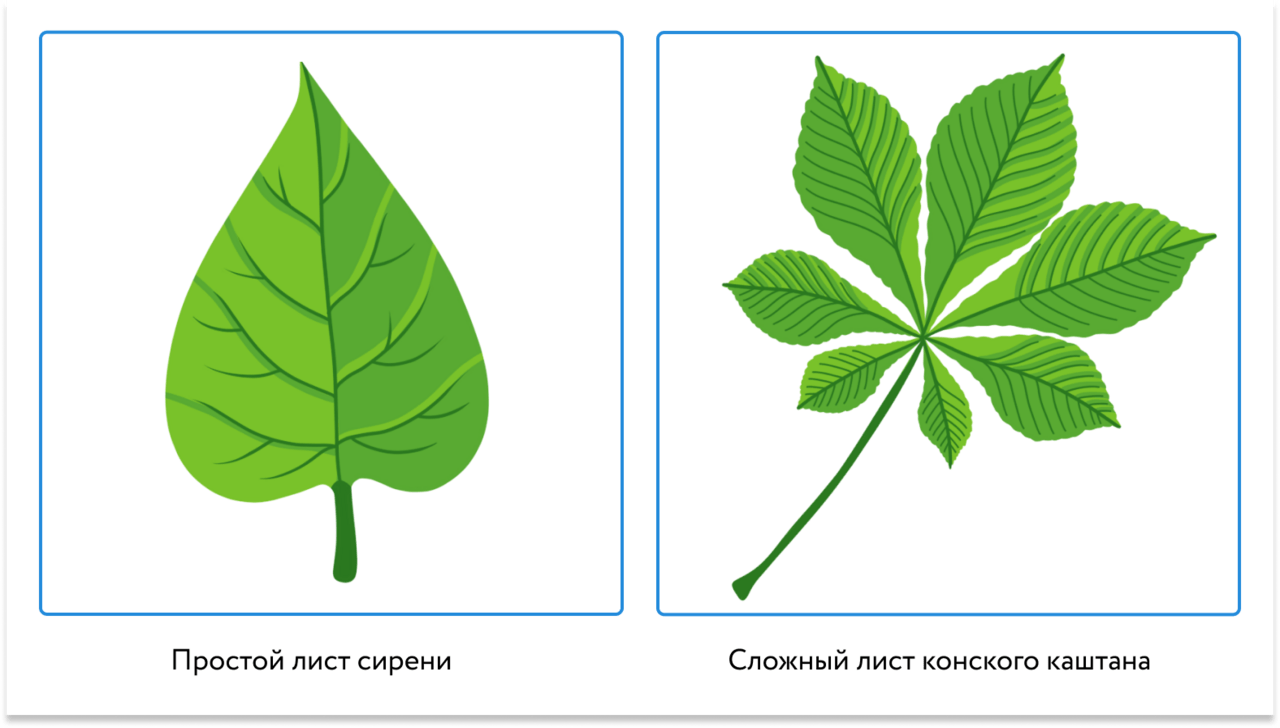 Простой лист фото Лист сирени простой или сложный - Внешнее строение листа * Биология, Растения и 