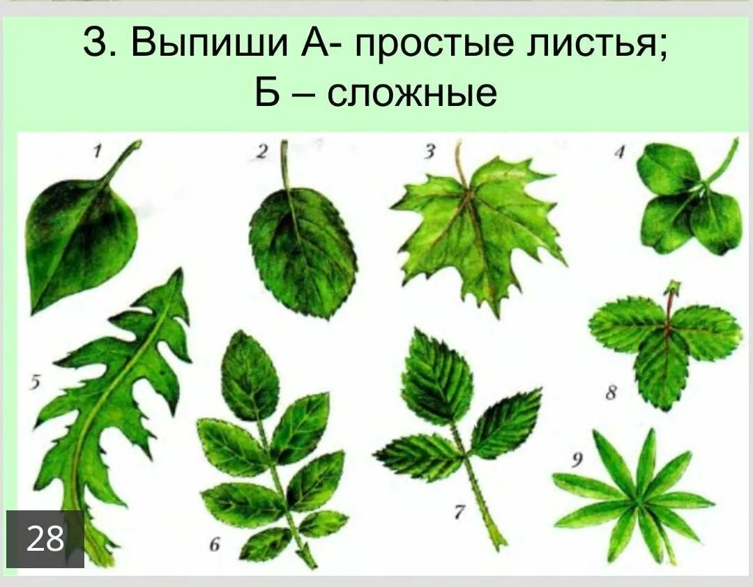 Простой лист фото У сложного листа ответы: найдено 53 изображений